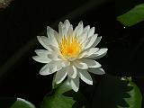 Water lily